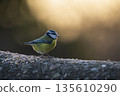 Blue tit perched on wall with sun-drenched backdrop 135610290