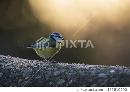 Blue tit perched on wall with sun-drenched backdrop 135610290