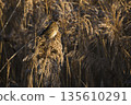 Reed Bunting in golden sunlight among the reeds 135610291