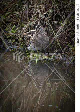 Snipe foraging at edge of wetland Snipe foraging at edge of wetland 135610292