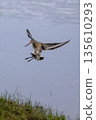 Black-tailed Godwit coming in to land 135610293