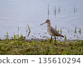 Black-tailed Godwit at edge of wetland 135610294