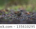 Dunnock foraging on woodland floor 135610295