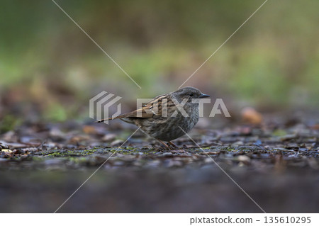 Dunnock foraging on woodland floor Dunnock foraging on woodland floor 135610295