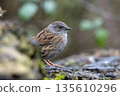 Dunnock emerging from rocky setting 135610296