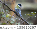 Great tit perched on thorny branch 135610297