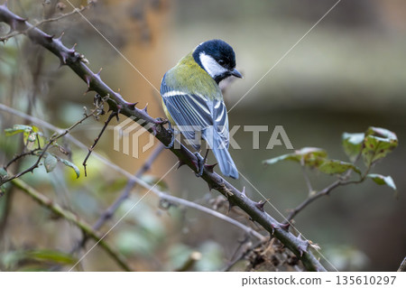 Great tit perched on thorny branch Great tit perched on thorny branch 135610297