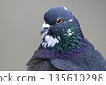Portrait of feral pigeon against plain backdrop 135610298