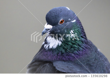 Portrait of feral pigeon against plain backdrop Portrait of feral pigeon against plain backdrop 135610298