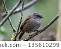 Dunnock perched on branch in natural setting 135610299