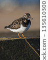 Ruddy Turnstone in early morning sunlight on breakwater by sea 135610300