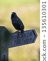 Starling perched on wooden path signpost 135610301