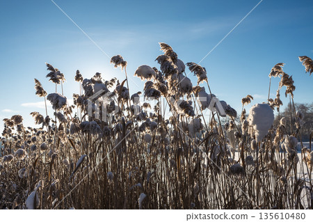 Thickets of reeds on a clear frosty snowy day Thickets of reeds on a clear frosty snowy day 135610480