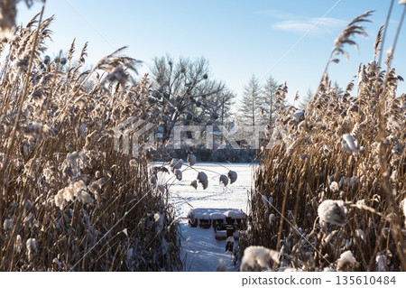 Thickets of reeds on a clear frosty snowy day 135610484