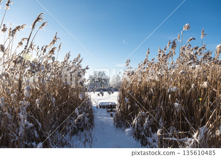 Thickets of reeds on a clear frosty snowy day Thickets of reeds on a clear frosty snowy day 135610485