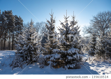 Snow-capped fir trees create a magical winter scene under a clear sky. Snow-capped fir trees create a magical winter scene under a clear sky. 135610514