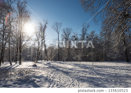Walking in a pristine winter wonderland. Sunlit snowy path in a peaceful forest. Walking in a pristine winter wonderland. Sunlit snowy path in a peaceful forest. 135610523