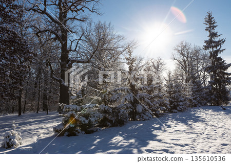 landscape of a snowy park on a clear winter day 135610536