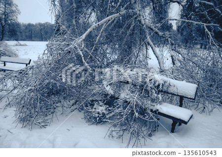 A broken birch branch lies on a park bench on a winter day 135610543