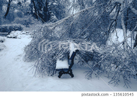Fallen birch branch resting on a snowy bench. Quiet winter landscape in a city park. Fallen birch branch resting on a snowy bench. Quiet winter landscape in a city park. 135610545