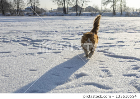 Feline explores winter landscape, Ginger cat traverses frosty open land on bright morning, Solitary ginger feline wanders across snowcovered plains on peaceful winter dawn Feline explores winter landscape, Ginger cat traverses frosty open land on bright morning, Solitary ginger feline wanders across snowcovered plains on peaceful winter dawn 135610554