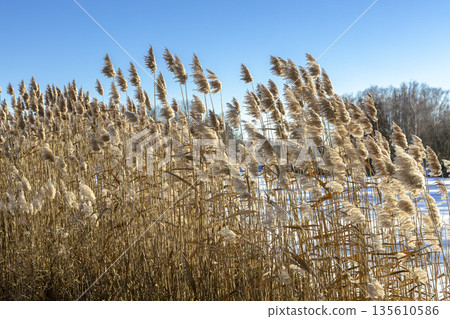 Thickets of reeds on a clear frosty snowy day Thickets of reeds on a clear frosty snowy day 135610586