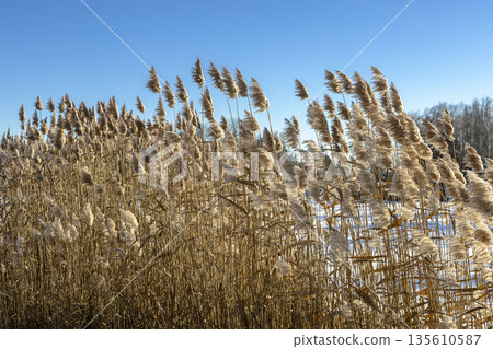 Thickets of reeds on a clear frosty snowy day 135610587