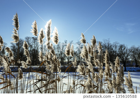 Thickets of reeds on a clear frosty snowy day Thickets of reeds on a clear frosty snowy day 135610588