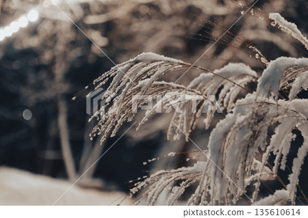 Reed thickets on a frosty snowy night Reed thickets on a frosty snowy night 135610614