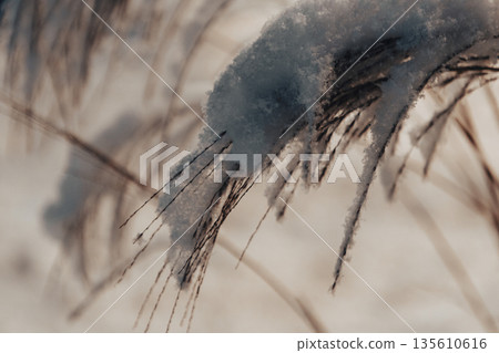 Reed thickets on a frosty snowy night Reed thickets on a frosty snowy night 135610616