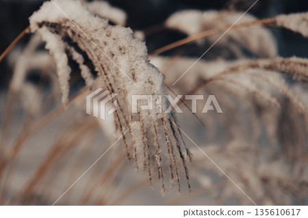 Reed thickets on a frosty snowy night 135610617