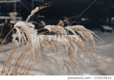 Reed thickets on a frosty snowy night Reed thickets on a frosty snowy night 135610618