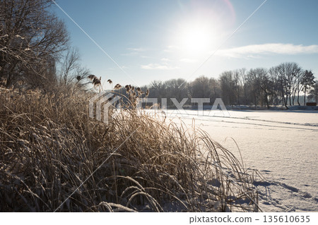 Thickets of reeds on a clear frosty snowy day Thickets of reeds on a clear frosty snowy day 135610635