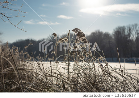 Thickets of reeds on a clear frosty snowy day Thickets of reeds on a clear frosty snowy day 135610637