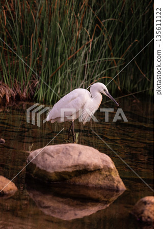 Tranquil White Heron Standing Gracefully by Riverbank Tranquil White Heron Standing Gracefully by Riverbank 135611122