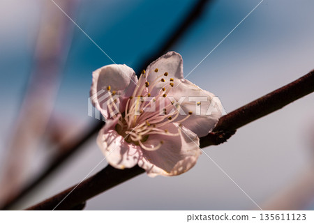 Cherry Blossom Elegance: Detailed Bloom on Cyan Blurred Background Cherry Blossom Elegance: Detailed Bloom on Cyan Blurred Background 135611123