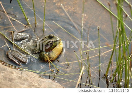 Frog inflating its vocal sac 135611140