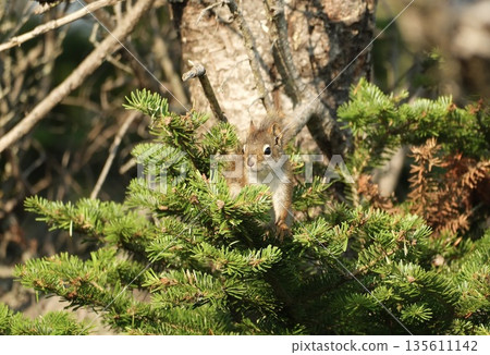 A squirrel emerges from a bush 135611142