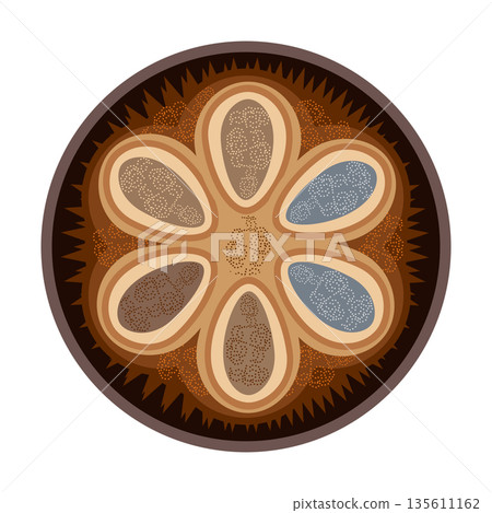 Monk fruit Luo Han Guo sliced sweetener vector illustration Monk fruit Luo Han Guo sliced sweetener vector illustration 135611162