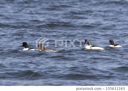 普通秋沙鴨飛入湖中 135611163
