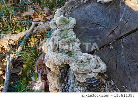 雲芝 雲芝 135611395