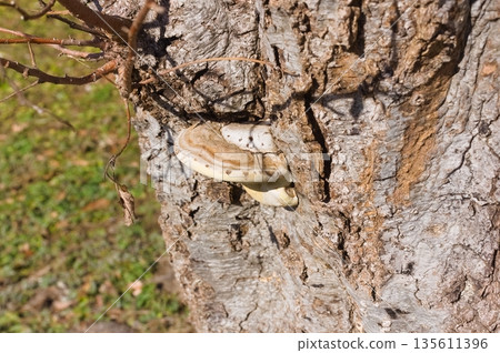 菊花木耳 菊花木耳 135611396