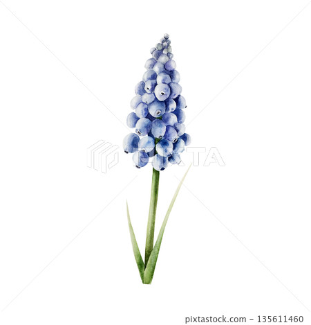 Spring blue muscari flower. Watercolor easter botanical hand drawn illustration isolated on background, transparent png. Botanical and wedding clip art. For greeting card, wallpaper, wrapping paper 135611460