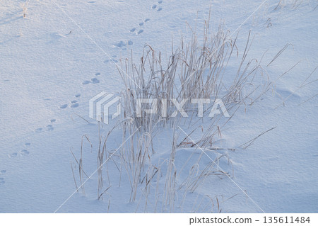 A snowy field with footprints 135611484