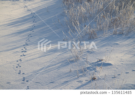 A snowy field with footprints A snowy field with footprints 135611485