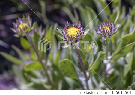 Gaillardia grandiflora buds in early spring. Selective focus. Close-up 135611501