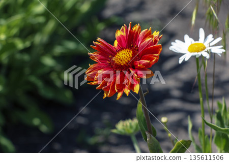 A vibrant Gaillardia grandiflora flower in early spring. Selective focus. Close-up A vibrant Gaillardia grandiflora flower in early spring. Selective focus. Close-up 135611506