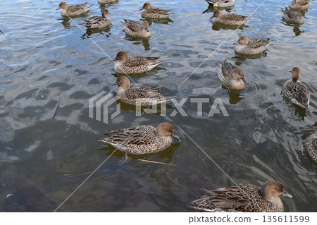 Swallows for swimming in the pond Swallows for swimming in the pond 135611599