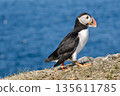 Atlantic puffin walking along the cliff edge 135611785