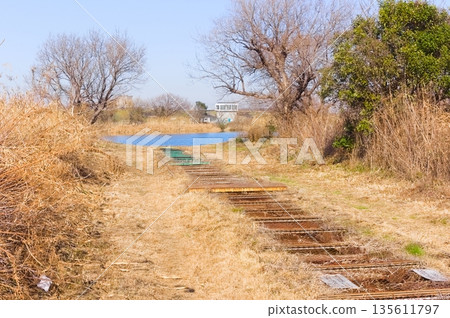 Edogawa Riverbank, Matsudo City, Chiba Prefecture, January 2026 135611797
